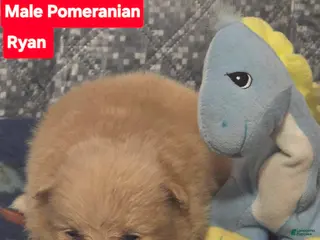 Pomeranian dogs Ryan - Ad 41