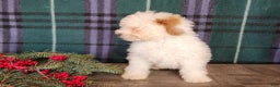 Mini Bernedoodle dogs for sale: Rudolph - Ad 11