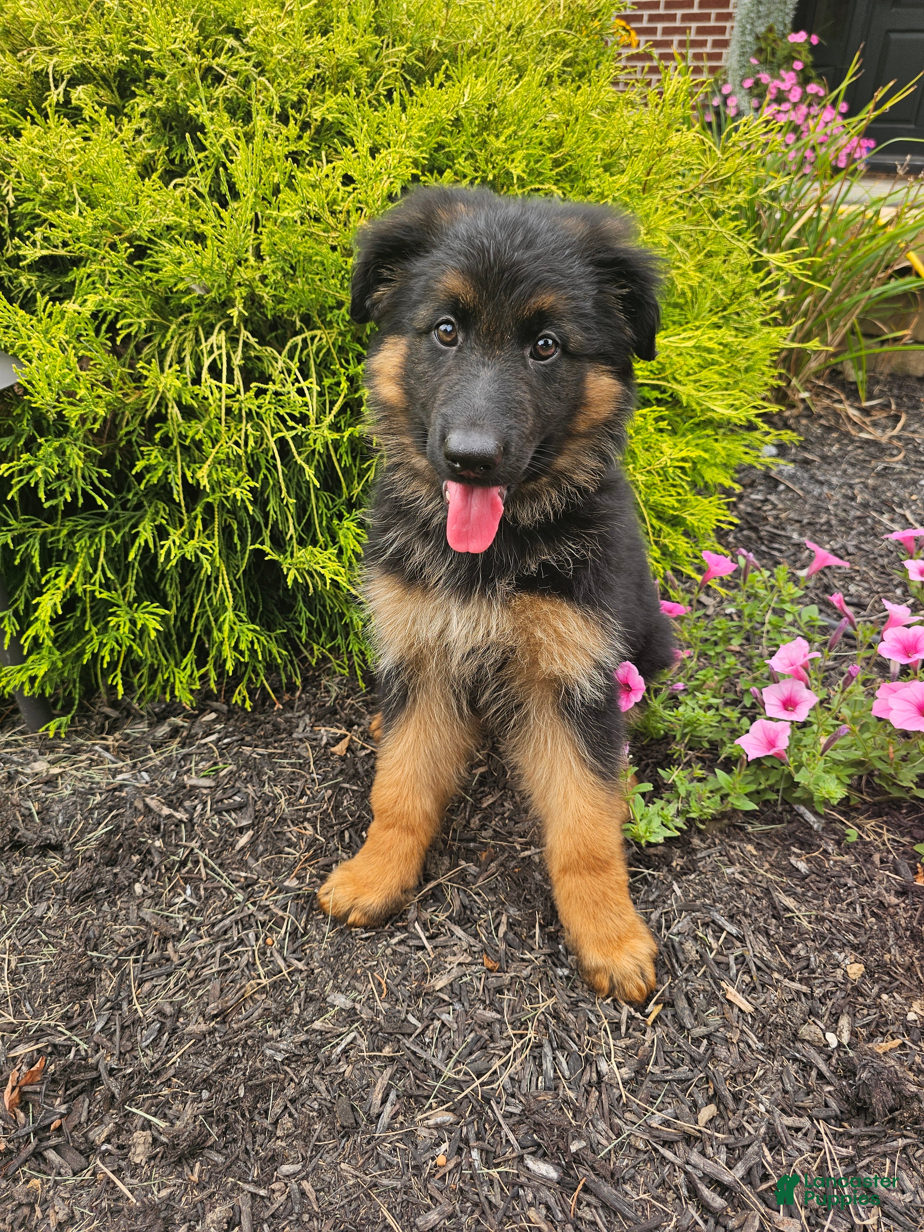German Shepherd dogs Jenna - Ad 1