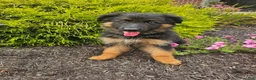 German Shepherd dogs for sale: Jenna - Ad 1