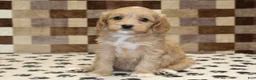 Mixed Breed dogs for sale: Macy - Ad 4