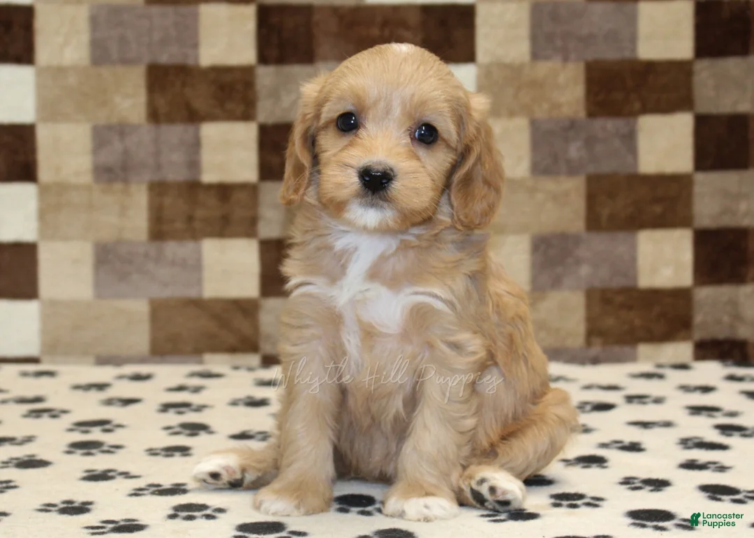 Mixed Breed dogs for sale: Macy - Ad 4