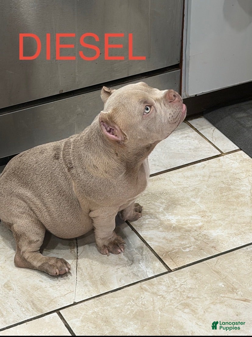 American Bully dogs American Bully 4 - Ad 1