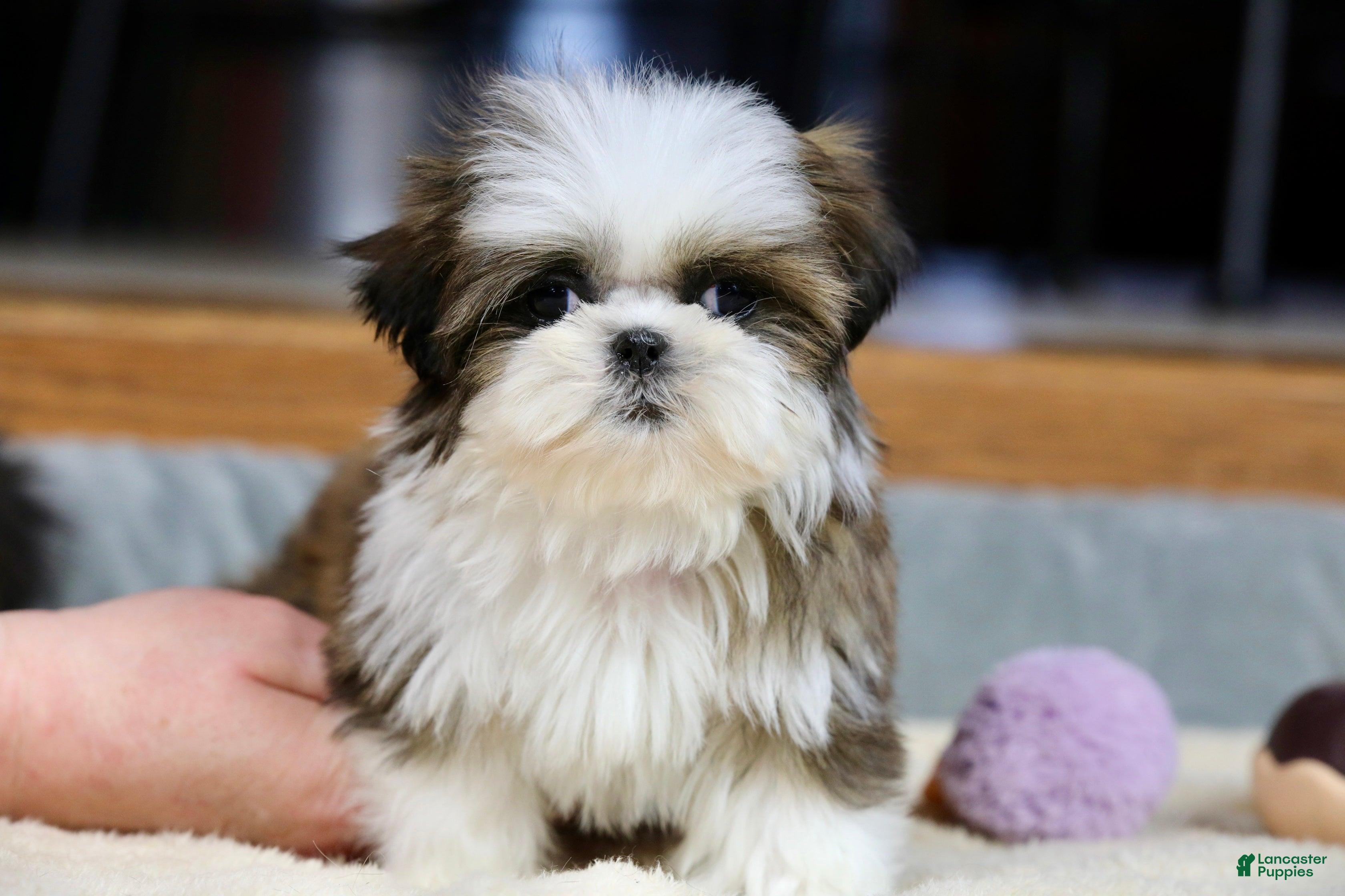 Shih Tzu dogs Weslee - Ad 1