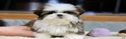 Shih Tzu dogs for sale: Weslee - Ad 5