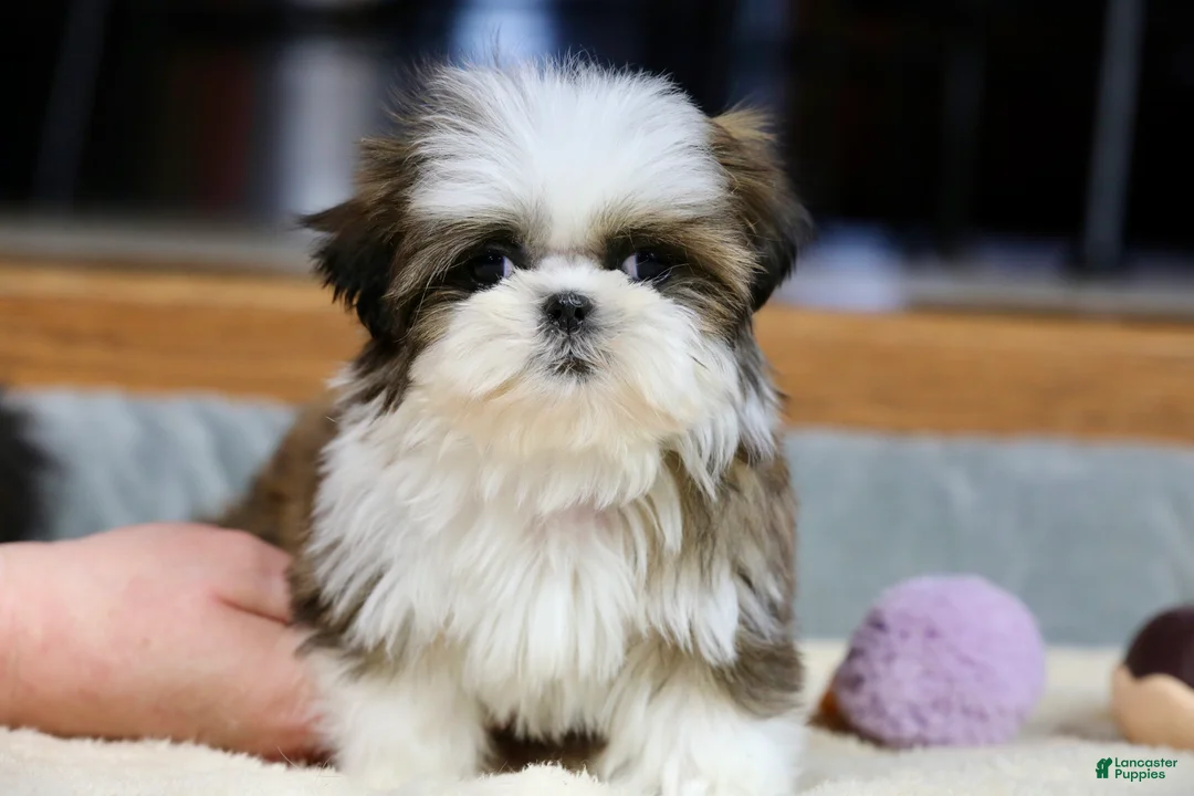 Shih Tzu dogs for sale: Weslee - Ad 5