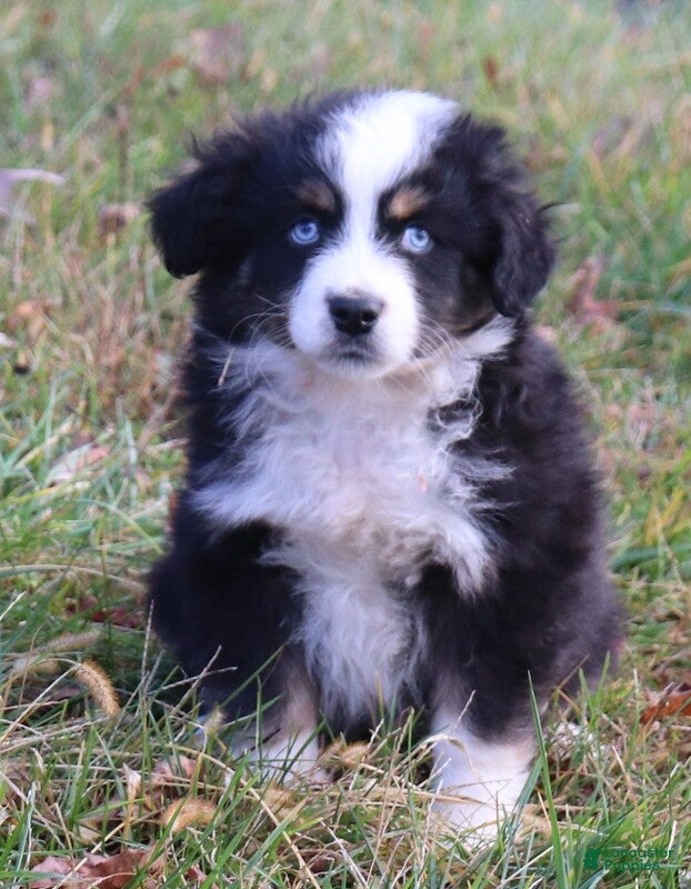 Miniature Australian Shepherd dogs Black Tri Male - Ad 25