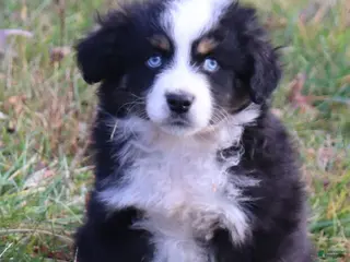 Miniature Australian Shepherd dogs Black Tri Male - Ad 25
