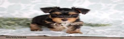 Yorkshire Terrier dogs for sale: Mike - Ad 4