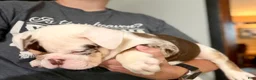 English Bulldog dogs for sale: Versace - Ad 105