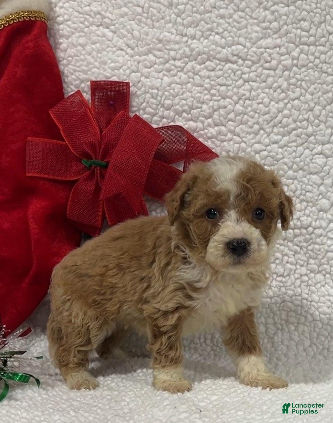 Mini Goldendoodle dogs for sale: Kayla - Ad 1