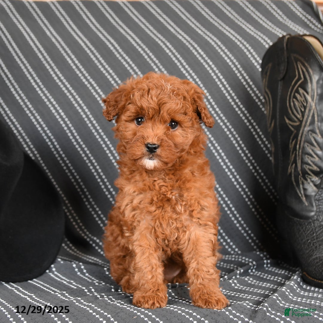 Cavapoo dogs for sale: Sassafras - Ad 2