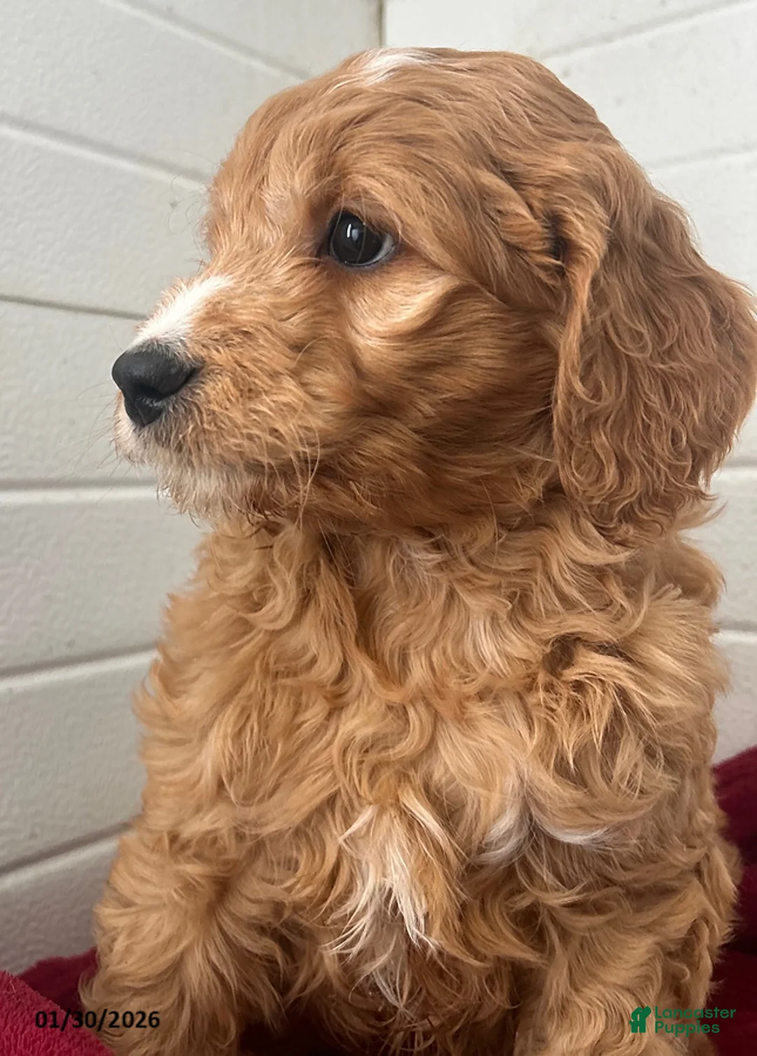 Mini Goldendoodle dogs for sale: Teddy - Ad 3