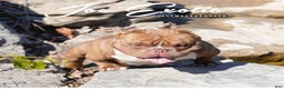 American Bully dogs for sale: COW PATCH BULLY  - Ad 3