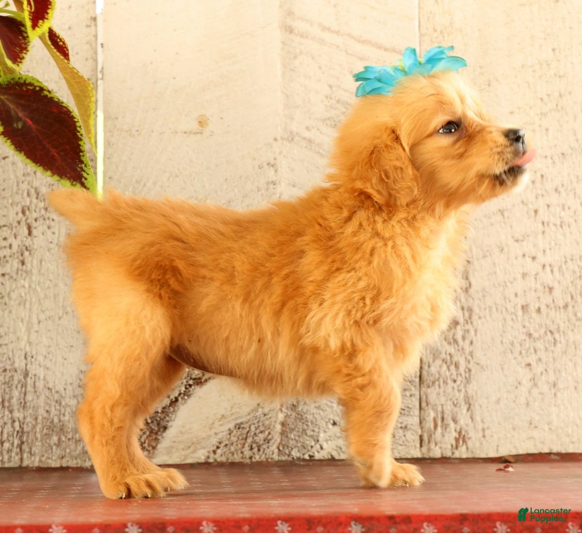Golden Retriever dogs Nina - Ad 1