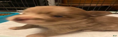 Pomeranian 3