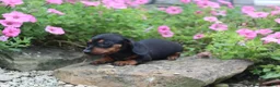 Miniature Dachshund dogs for sale: Zuzu - Ad 3
