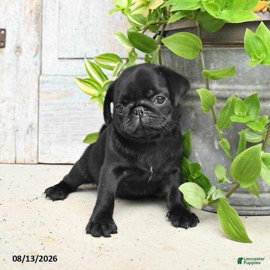 Pug dogs Rowdy - Ad 2