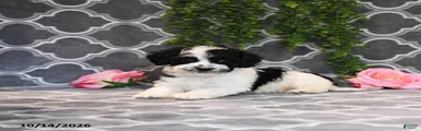 Bob