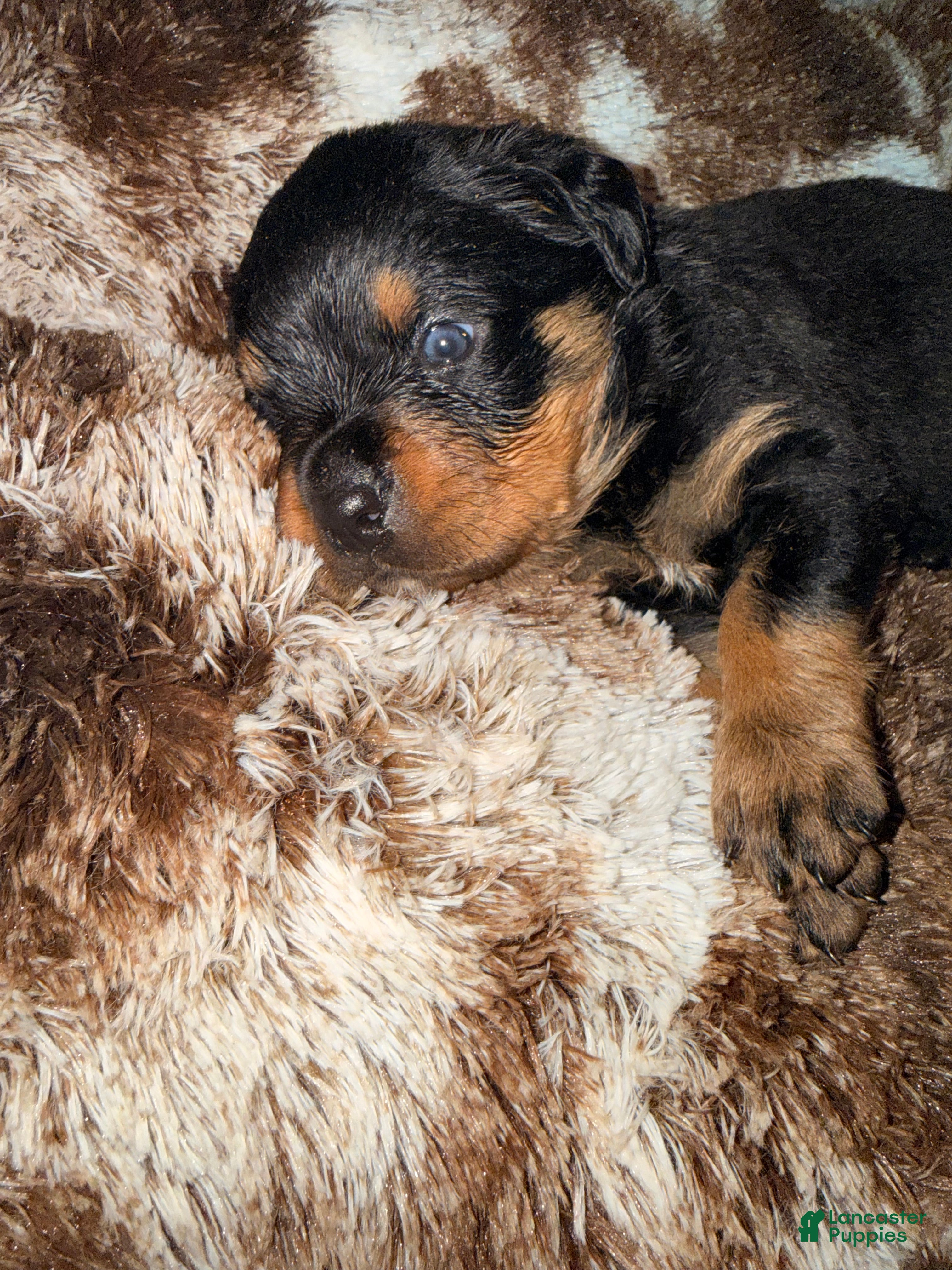 Rottweiler dogs Cash - Ad 27