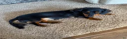 Miniature Dachshund dogs for sale: Samson - Ad 6