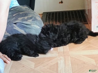 Miniature Poodle dogs - Ad 38