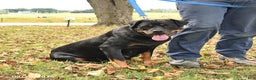 Rottweiler dogs for sale: Bridget - Ad 3