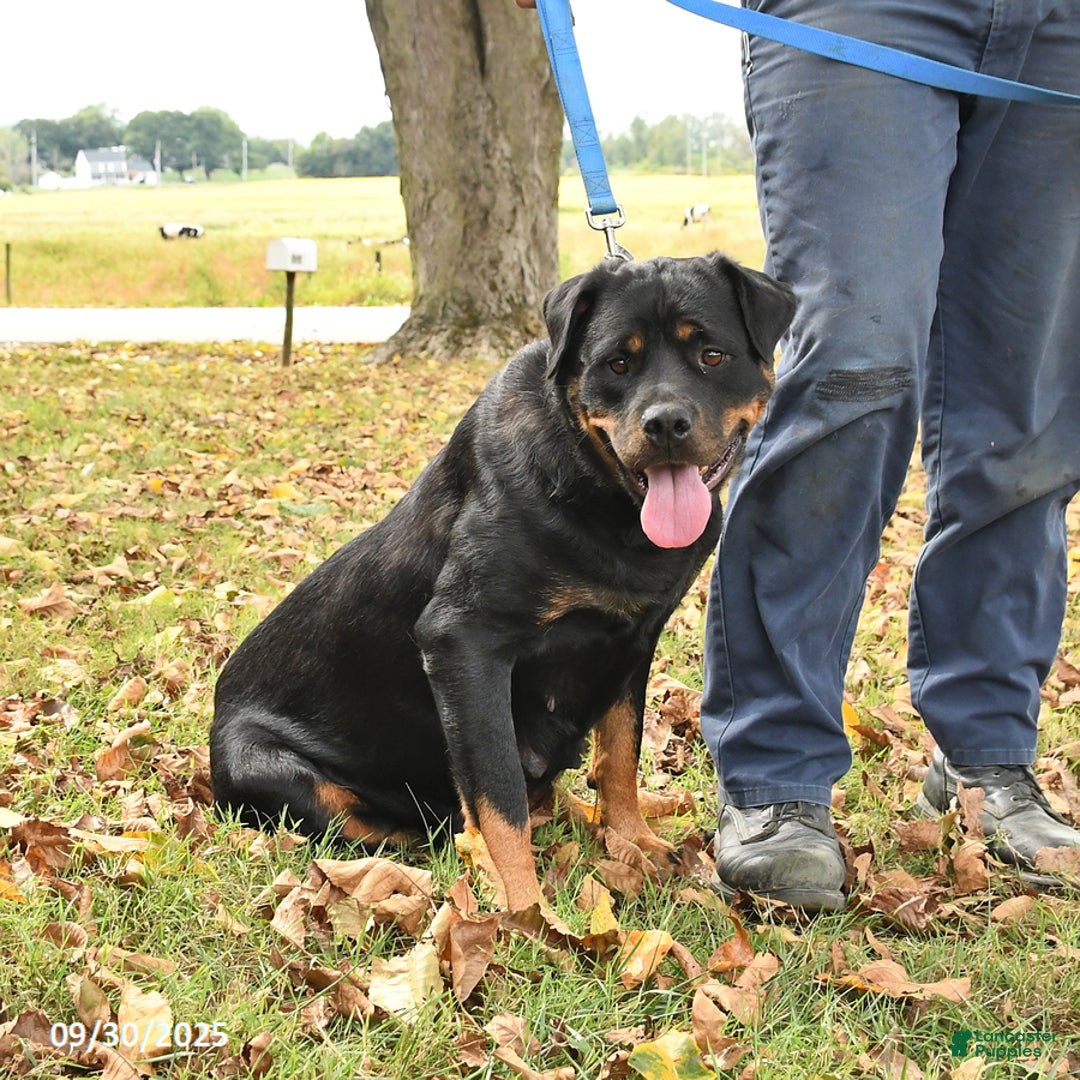 Rottweiler dogs for sale: Bridget - Ad 3