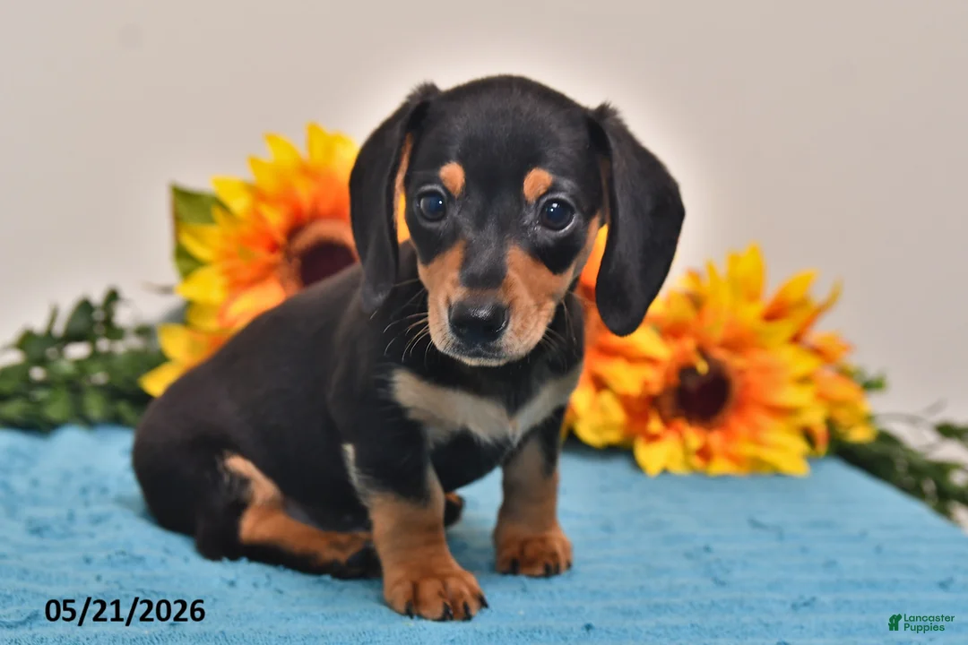 Miniature Dachshund dogs for sale: Benji - Ad 2
