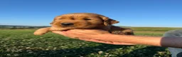 Golden Retriever dogs for sale: Rascal  - Ad 5