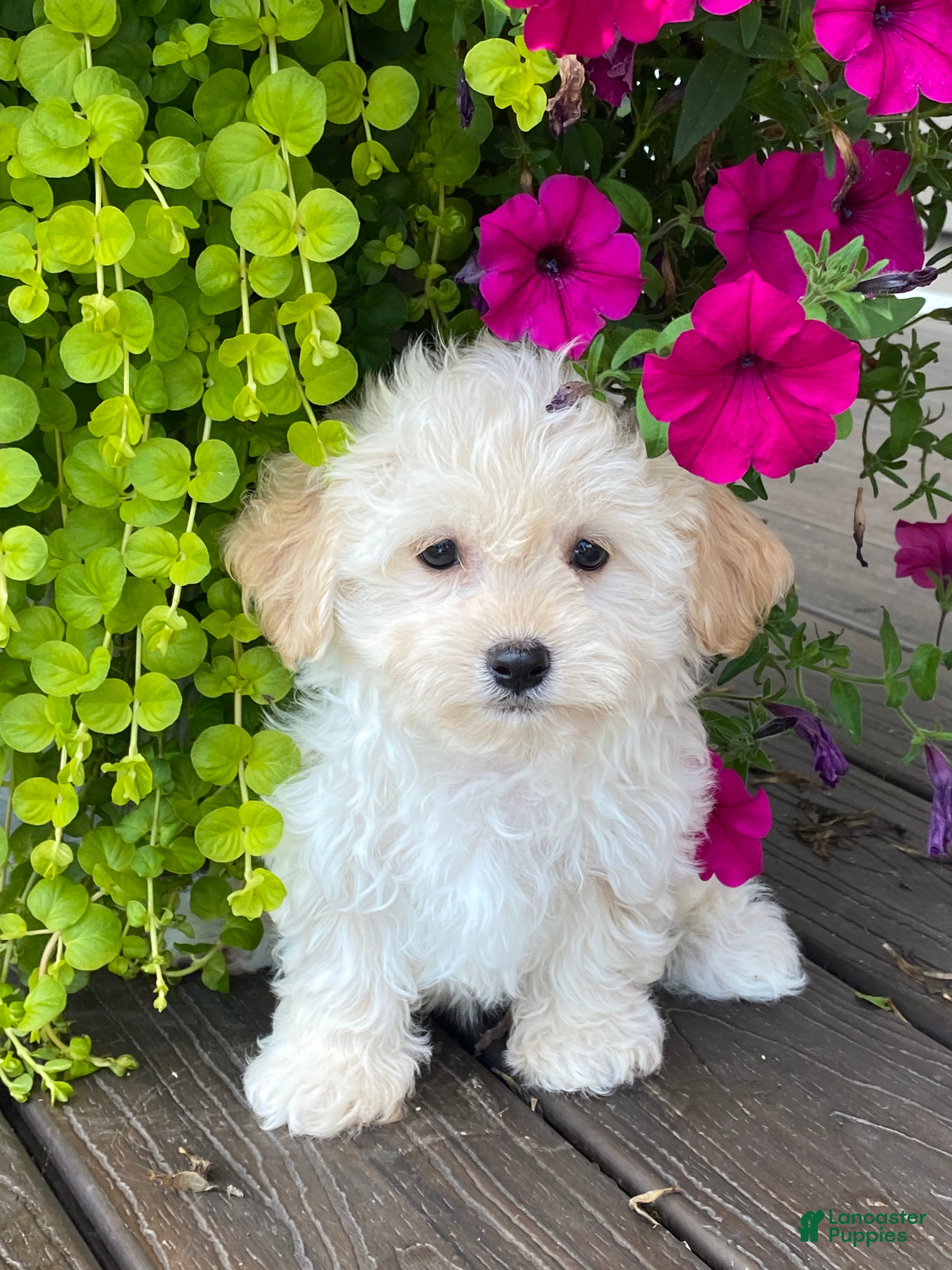 Havanese dogs Hudson  - Ad 10