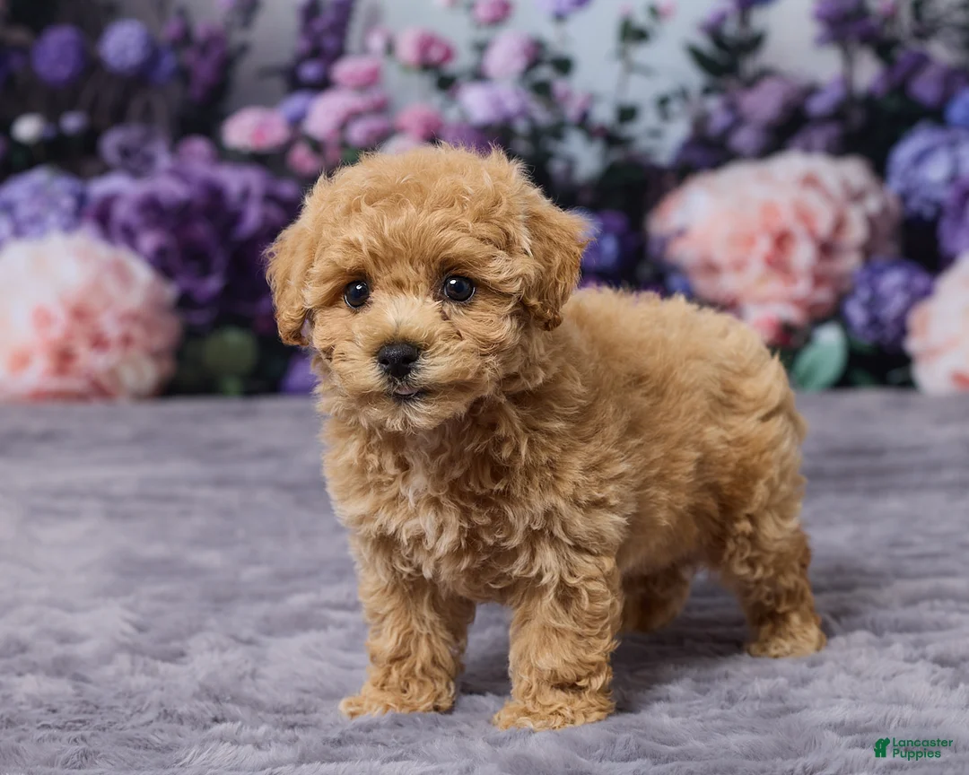 Bichpoo dogs for sale: Pansy - Ad 5
