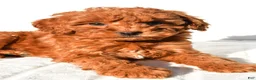 Mini Goldendoodle dogs for sale: Cinnamon  - Ad 7