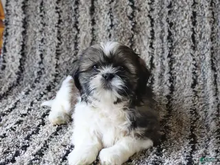 Shih Tzu dogs for sale: Rachel - Ad 4