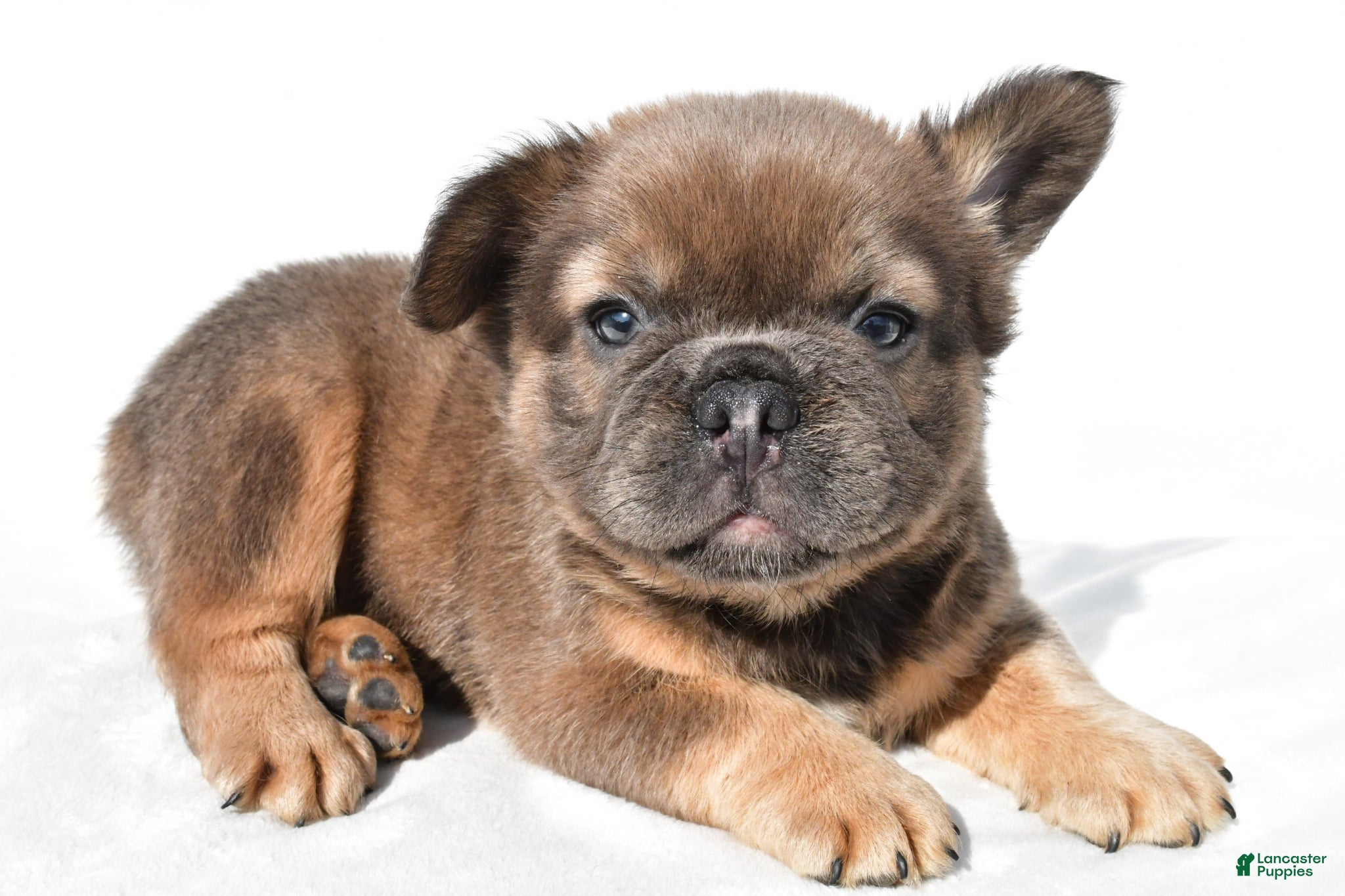 French Bulldog dogs Zack - Ad 1