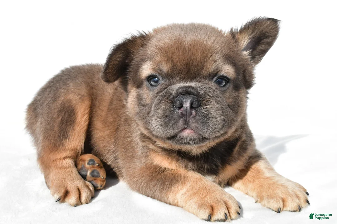 French Bulldog dogs for sale: Zack - Ad 1