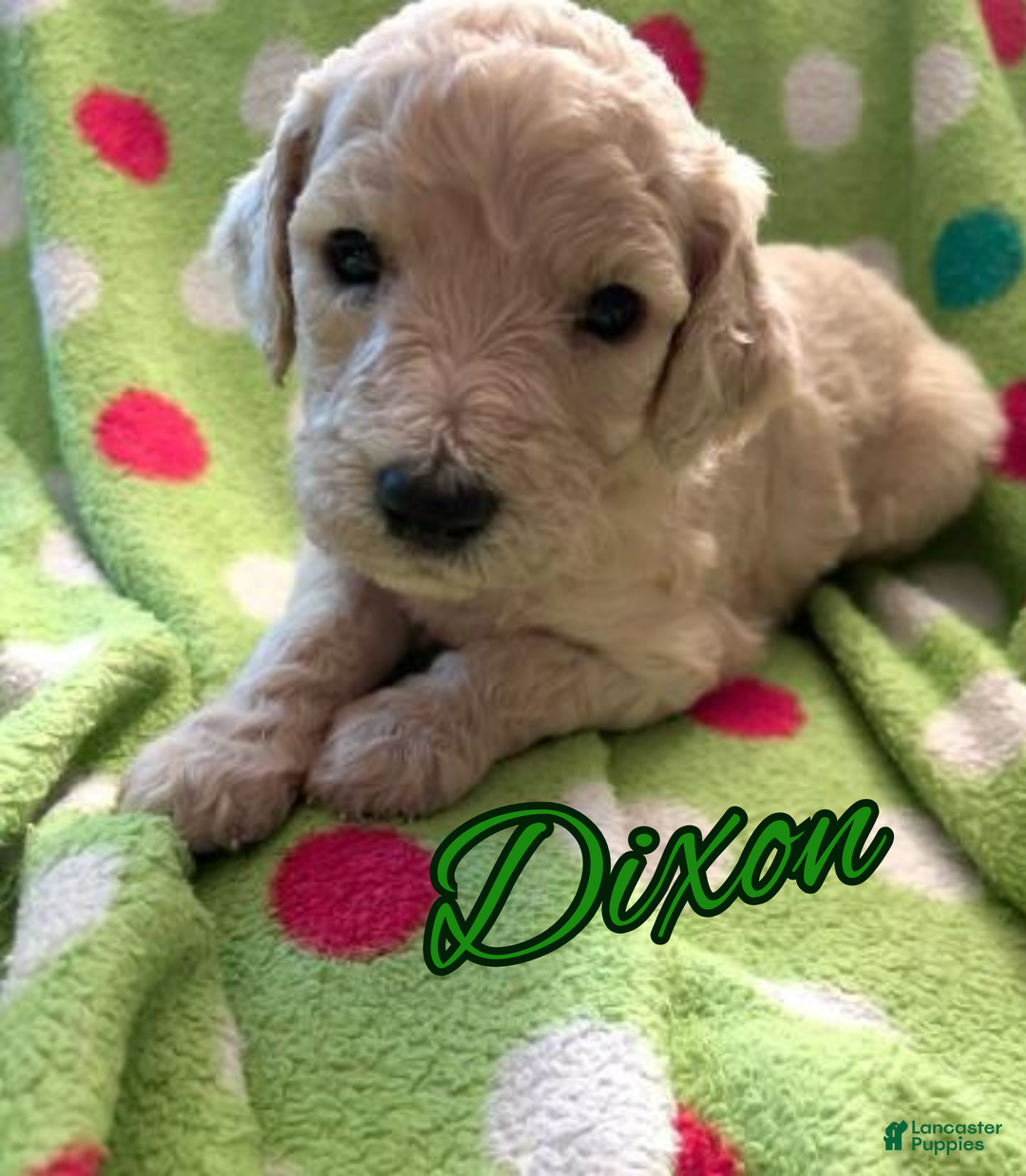 Goldendoodle dogs for sale: Dixon - Ad 1