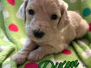 Goldendoodle dogs Dixon - Ad 40