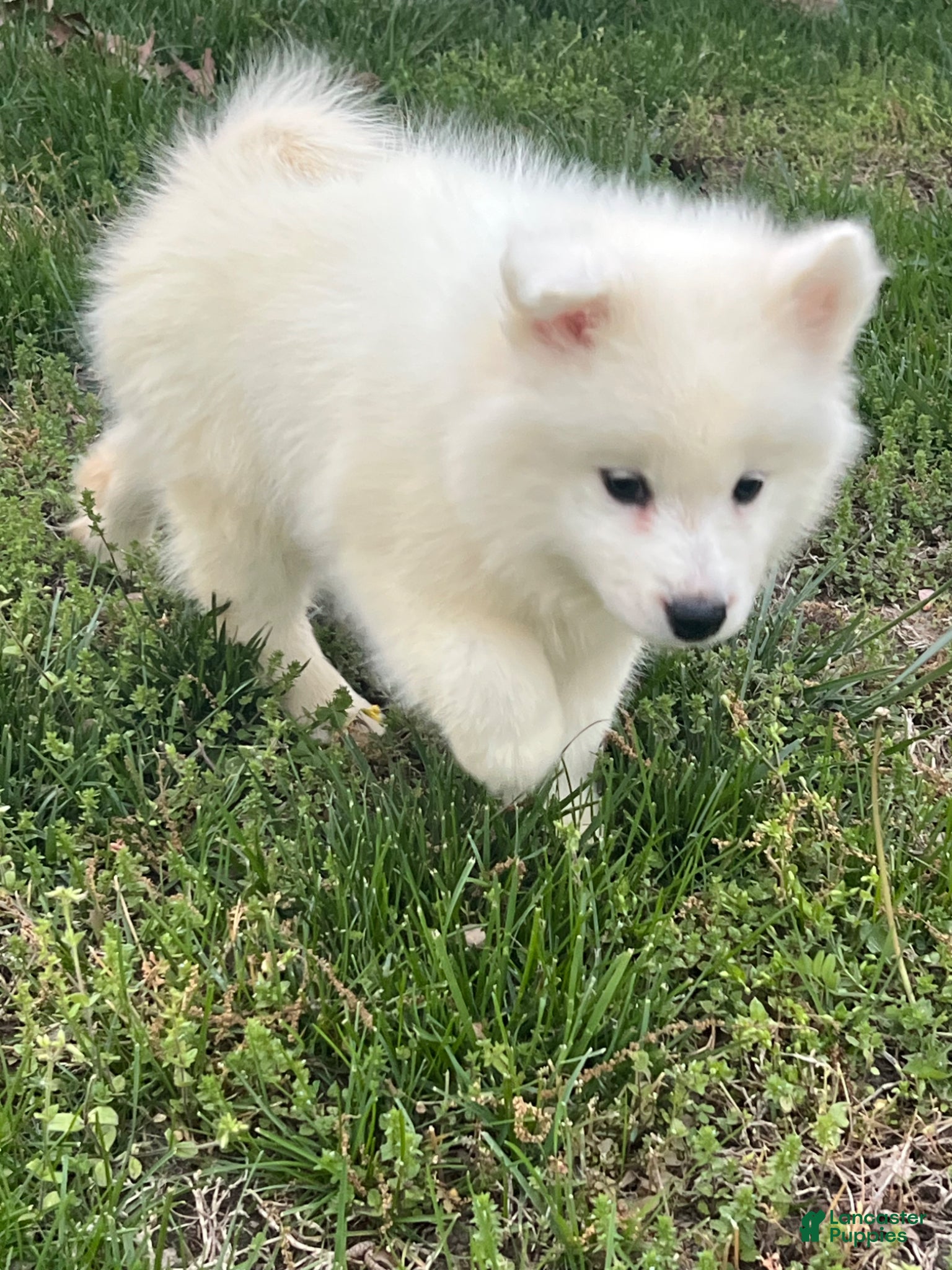 Samoyed dogs Samoyed Puppy 5 - Ad 19