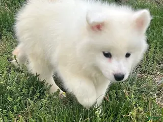 Samoyed dogs Samoyed Puppy 5 - Ad 19