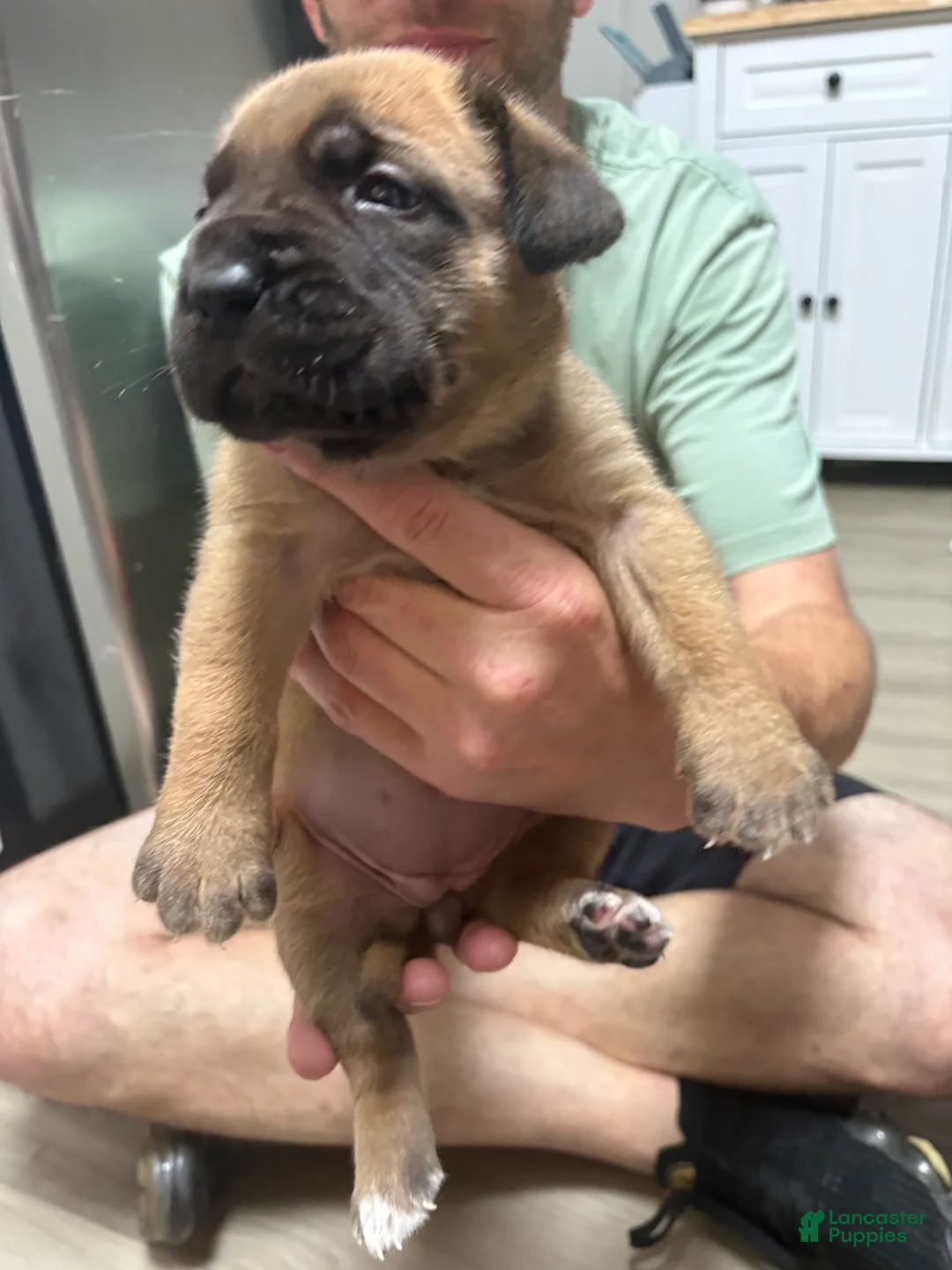 Mixed Breed dogs for sale: Tan - Ad 2