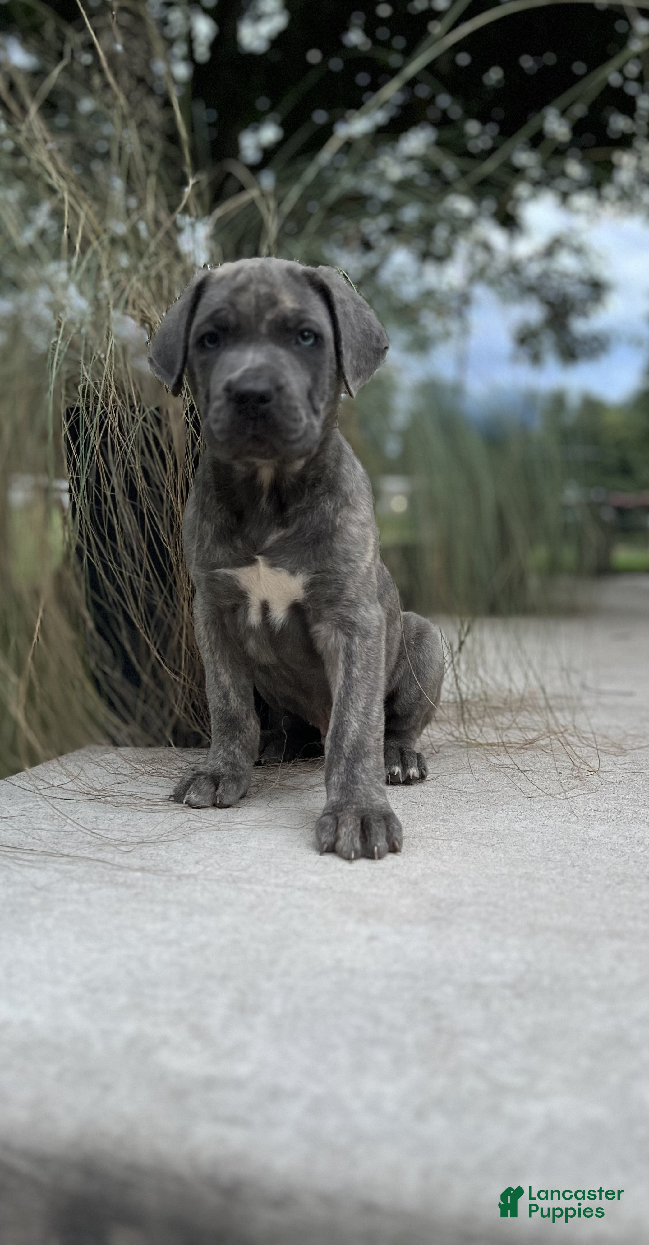 Cane Corso dogs Buster 677 - Ad 1