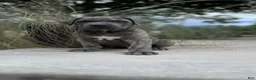 Cane Corso dogs for sale: Buster 677 - Ad 1