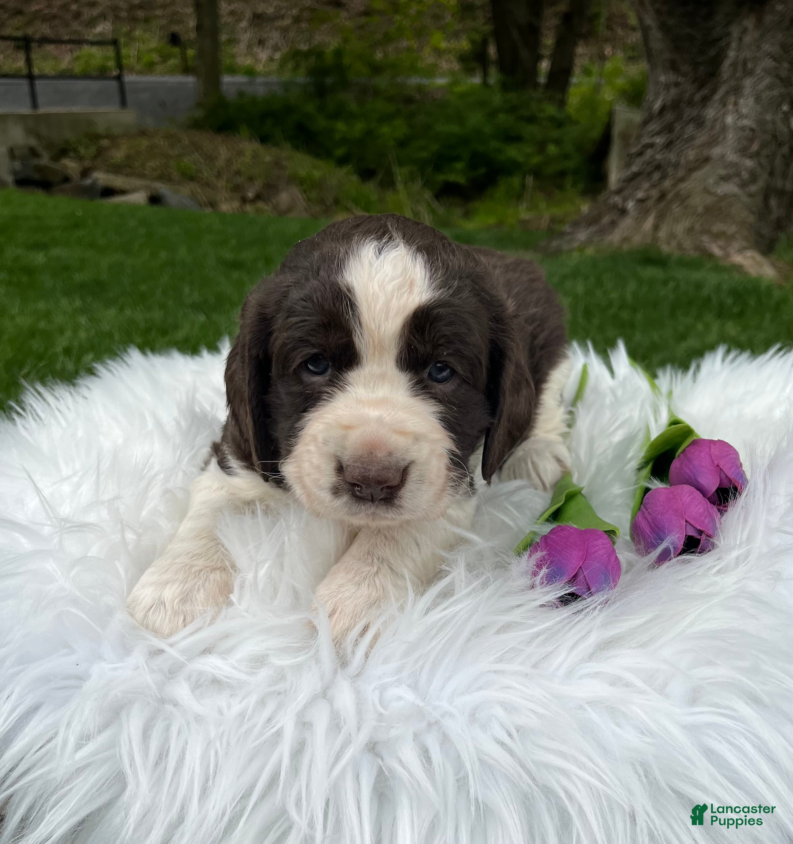 English Springer Spaniel dogs Periwinkle - Ad 2