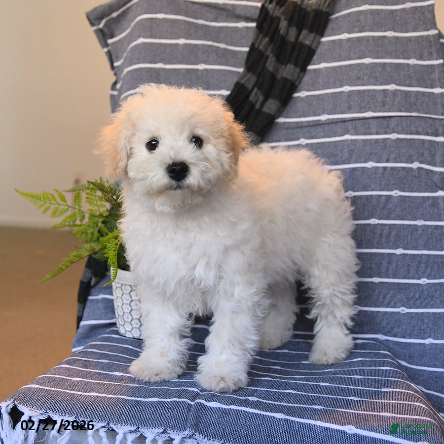 Bichpoo dogs Waffles - Ad 2