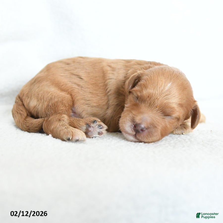Cavapoo dogs Biscotti - Ad 1