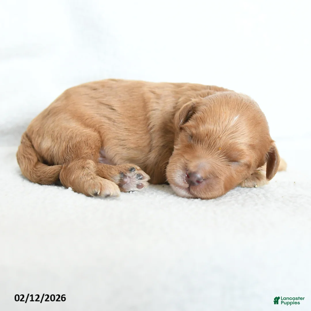 Cavapoo dogs for sale: Biscotti - Ad 1
