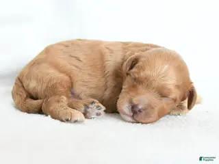 Cavapoo dogs Biscotti - Ad 1