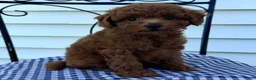 Miniature Poodle dogs for sale: Titus - Ad 4
