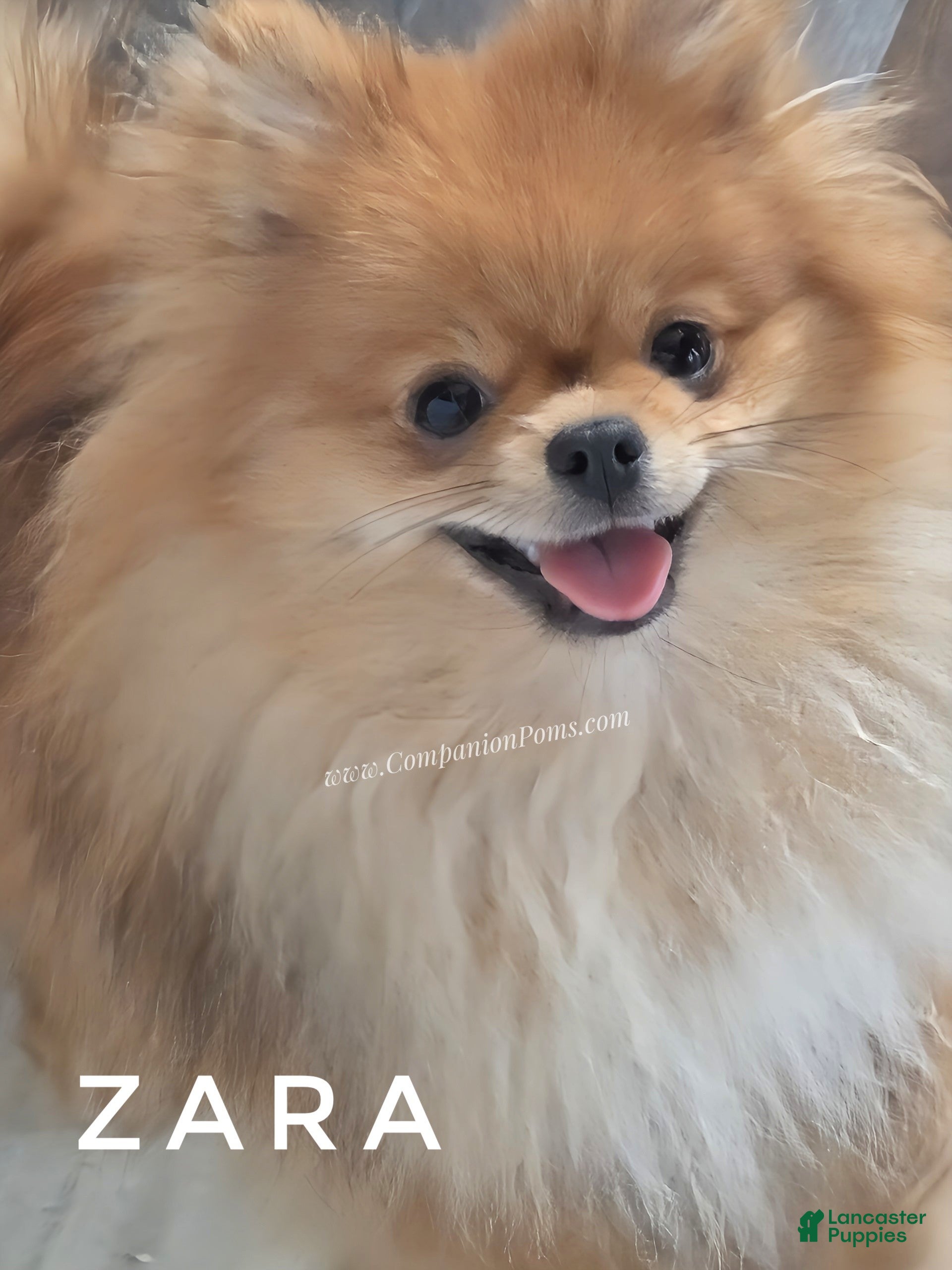 Pomeranian dogs Orange Sable Merle - AKC Full Available! - Ad 2